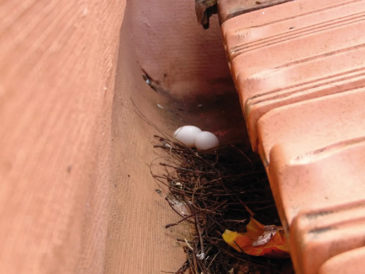 Image 3 from the Clean gutters and downspouts gallery.